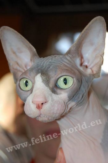 sphynx_9 (RACE)